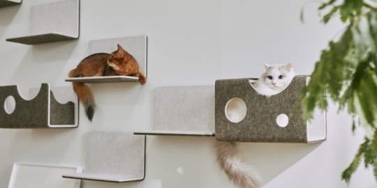 猫壁（にゃんぺき） - 千葉 株式会社みつわリフォーム 建設業